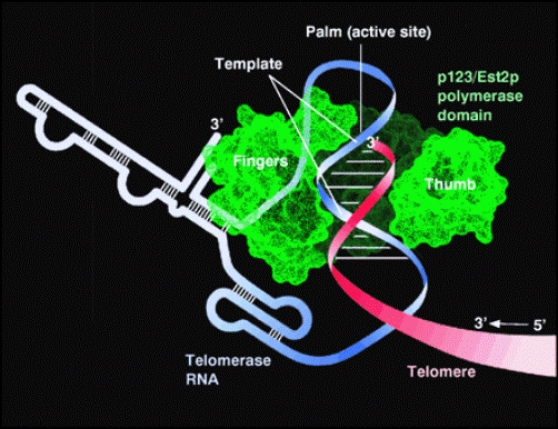Теломераза – фермент, удлиняющий теломеры